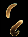 Flatworm